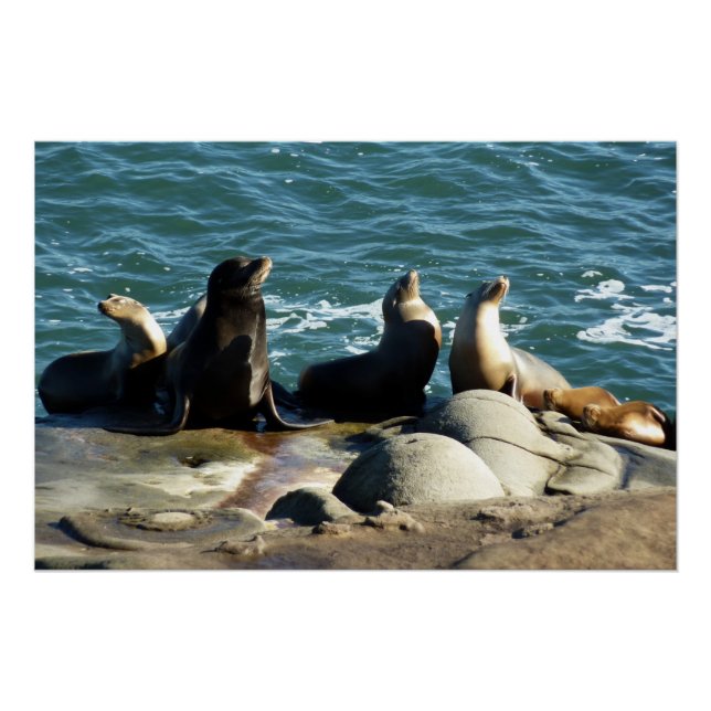 Póster Leões Marinhos de San Diego (Frente)
