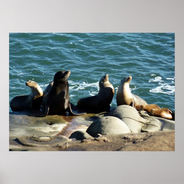 Póster Leões Marinhos de San Diego (Frente)