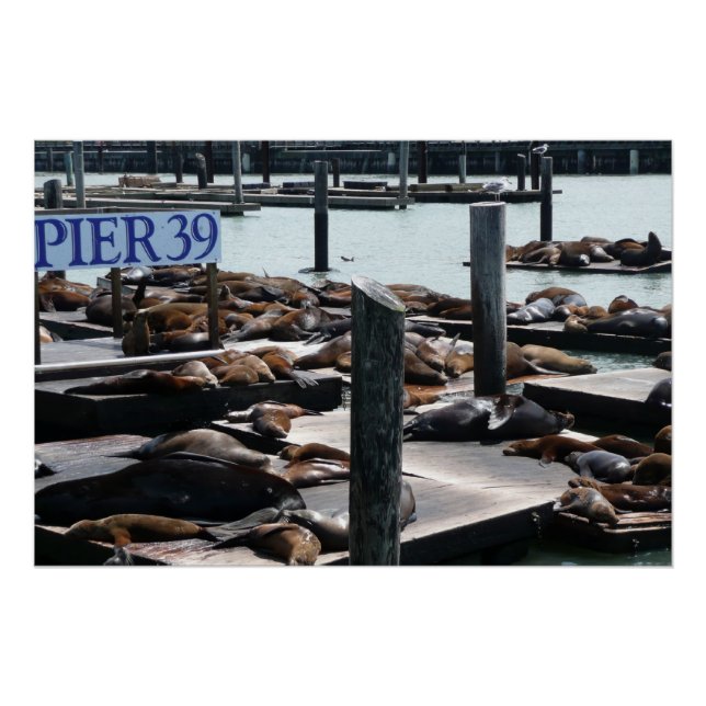 Póster Leões Marinhos do Pier 39 (Frente)