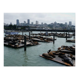 Póster Leões-marinhos do Pier 39 e panorama de San Franci