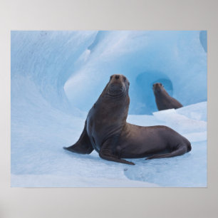 Póster Leões-marinhos estelares brincalhões lutam em iceb