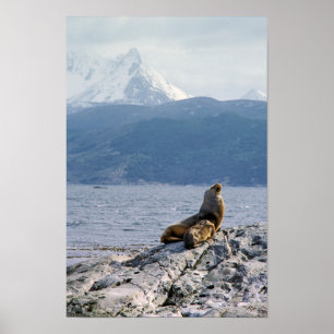Poster Leões marinhos no canal do beagle - Argentina