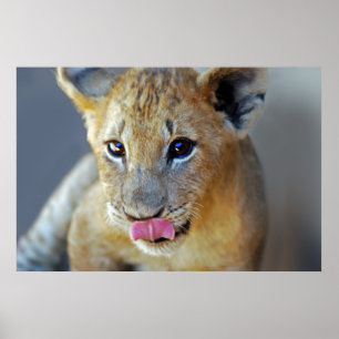 Poster Leões pequenos com fome