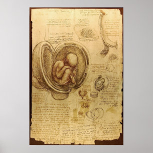 Póster Leonardo Da Vinci - Estudo da Anatomia