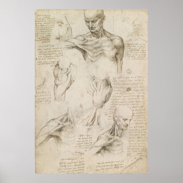 Póster Leonardo Desenho Anatômico do Ombro e Pescoço (Frente)