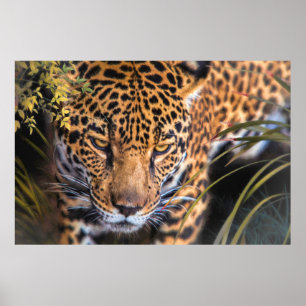 POSTER LEOPARD ENCOUNTER