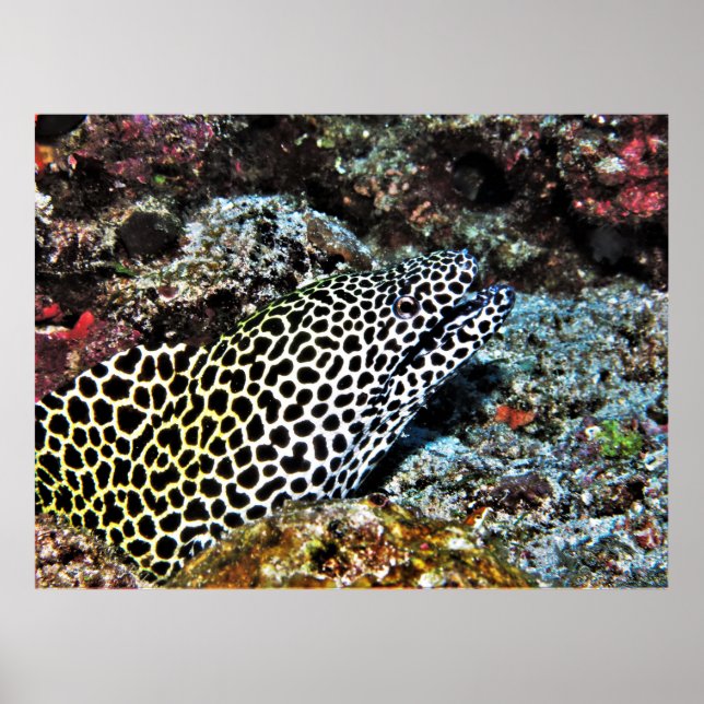 Poster Leopard Moray VII (Frente)