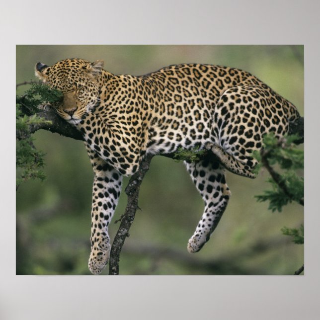 Póster Leopard, (Panthera pardus), Quénia, Masai Mara (Frente)