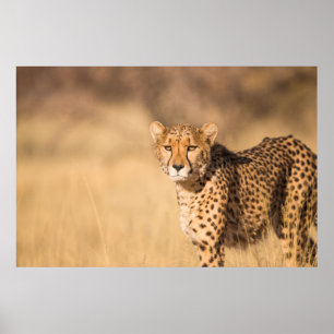 POSTER LEOPARD PORTRAIT