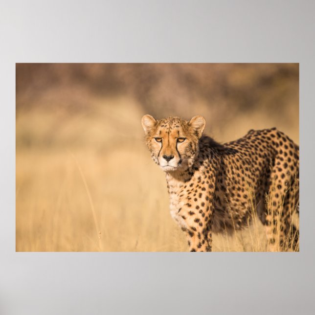 POSTER LEOPARD PORTRAIT (Frente)
