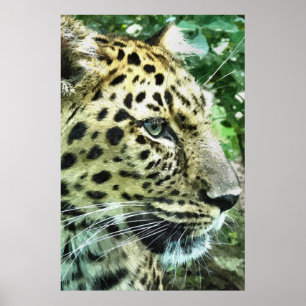 PÓSTER LEOPARDO