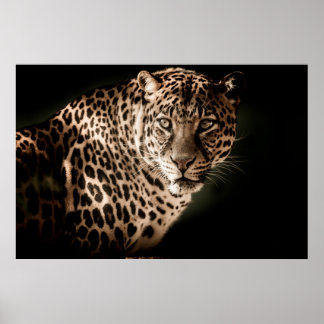 Poster Leopardo