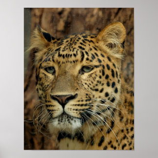 Poster Leopardo