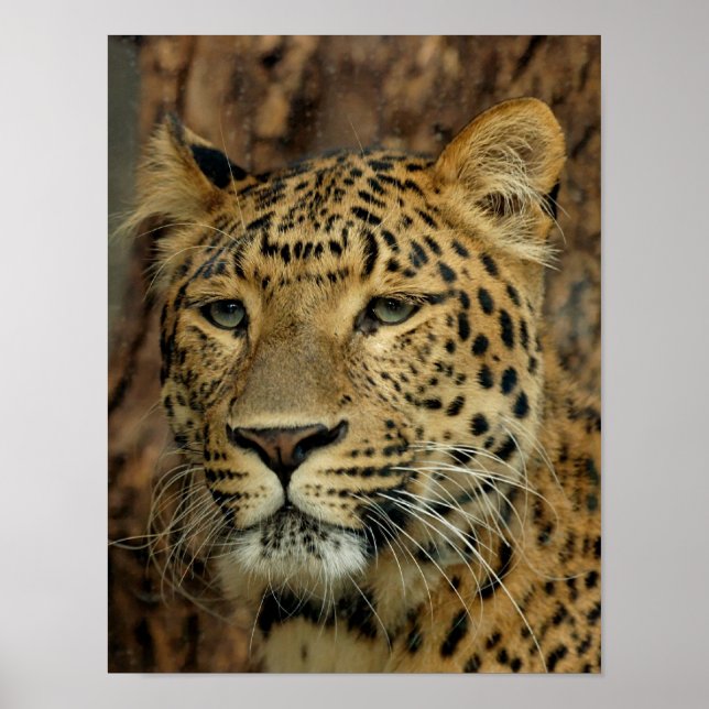 Poster Leopardo (Frente)