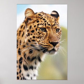Poster Leopardo