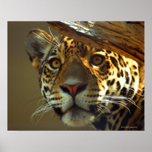 Póster Leopardo