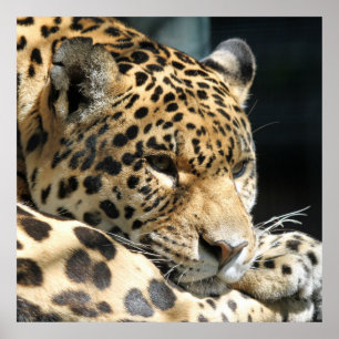 Póster Leopardo 004