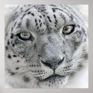 Póster Leopardo branco exótico
