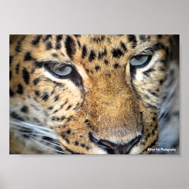 Poster Leopardo Close Up (Frente)