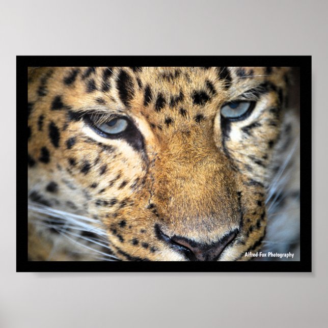 Poster Leopardo Close Up (Frente)