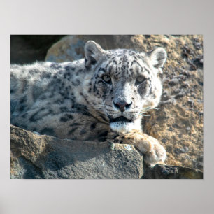 Poster Leopardo-da-neve