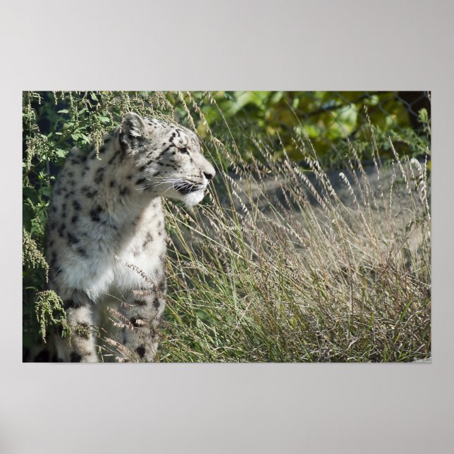 Poster Leopardo-da-neve (Frente)