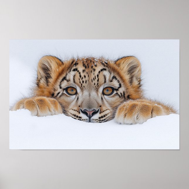 Poster Leopardo da Neve Animal Selvagem Ambiente Natural (Frente)