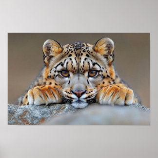 Poster Leopardo da Neve Animal Selvagem Ambiente Natural