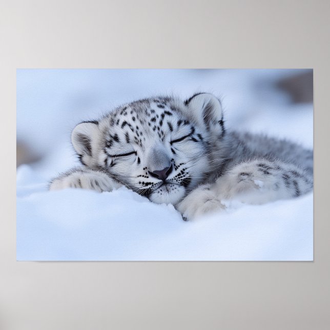 Poster Leopardo da Neve Animal Selvagem Ambiente Natural (Frente)
