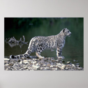 Poster Leopardo-da-neve ao lado do rio