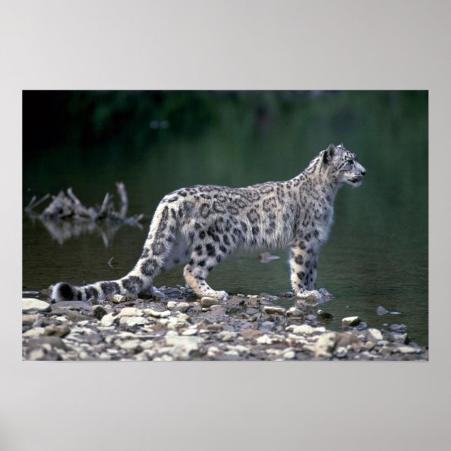 Poster Leopardo-da-neve ao lado do rio (Frente)