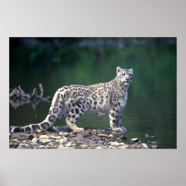 Póster Leopardo-da-neve ao lado do rio (Frente)