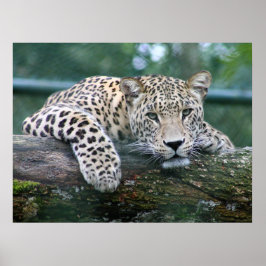Poster Leopardo Da Vida Selvagem Deitado No Registro Das 