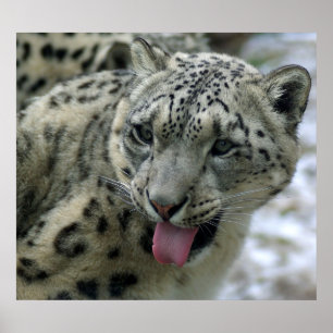 Póster Leopardo de neve