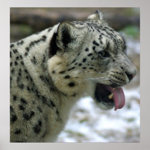 Póster Leopardo de neve