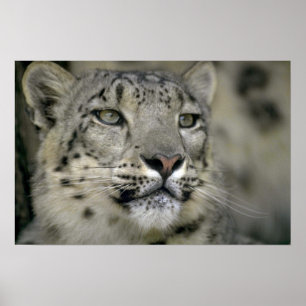 Póster Leopardo de neve