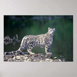 Póster Leopardo de neve ao lado do rio