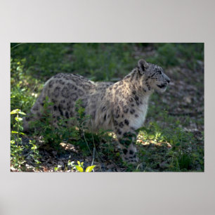 Poster Leopardo de neve no montanhês brushy