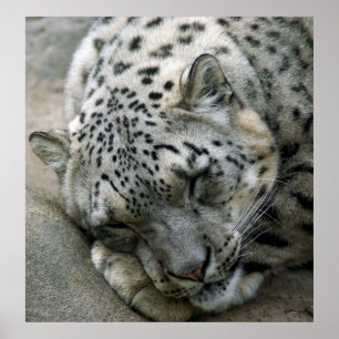 Poster Leopardo de neve - sonhos doces