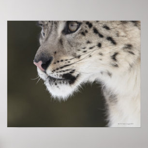 Póster Leopardo de neve (uncia de Uncia)