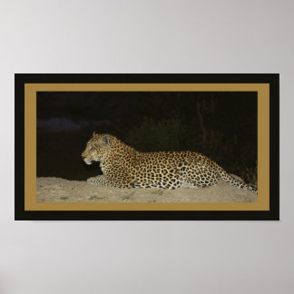 Póster Leopardo deitado em banco de areia