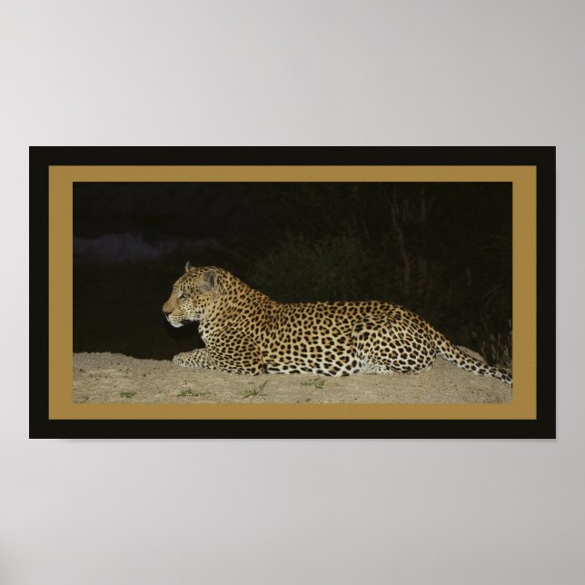 Póster Leopardo deitado em banco de areia (Frente)