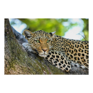Póster Leopardo descansando em uma árvore