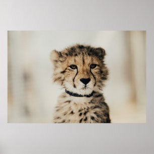 POSTER LEOPARDO DO BEBÊ