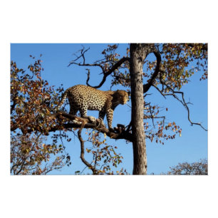 Póster Leopardo em árvore na África