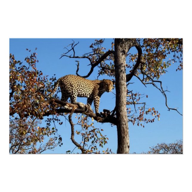 Póster Leopardo em árvore na África (Frente)