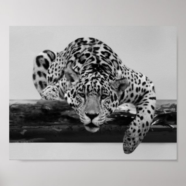 Póster Leopardo em preto e branco (Frente)