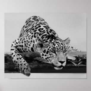 Póster Leopardo em preto e branco