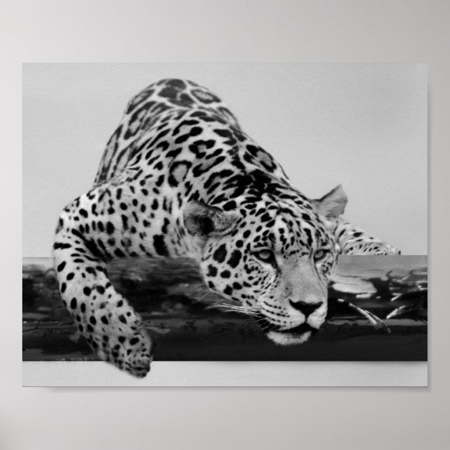 Póster Leopardo em preto e branco (Frente)