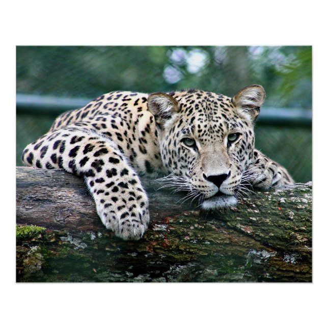Póster Leopardo em um Log (Frente)